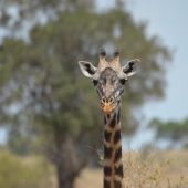  The Serengeti, TZ